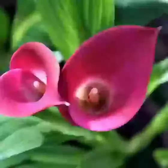 Zantedeschia rehmannii Dark Pink Form Calla Lily